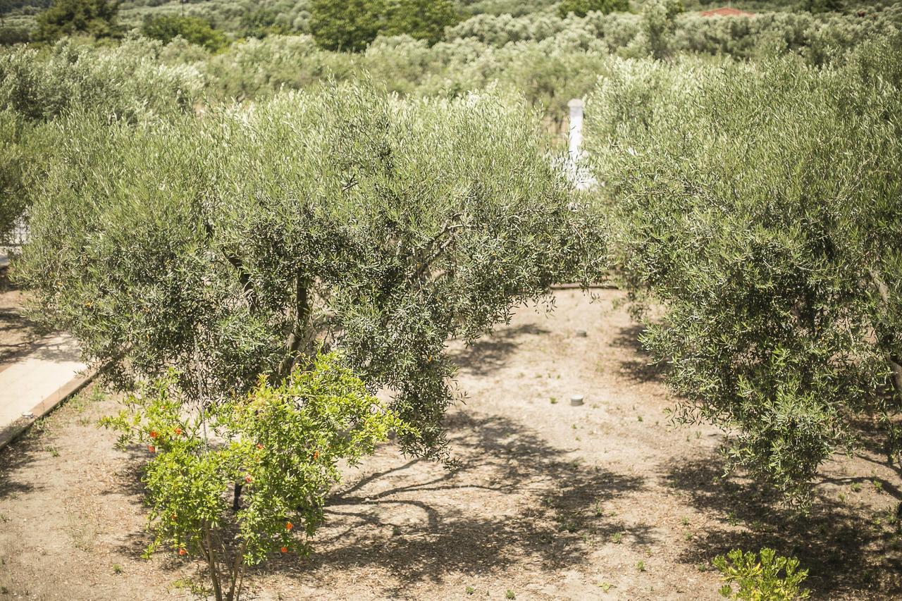 Olive Tree Apartments Fourka Dış mekan fotoğraf